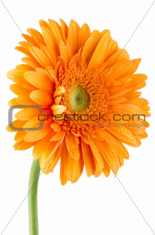 Orange gerbera daisy flower