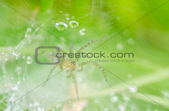spider and web water drops in nature 