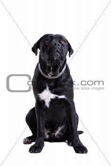 Cane Corso purebred dog
