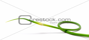 Fresh garlic scape on white background