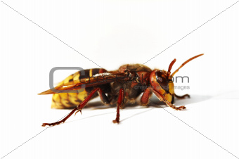 giant hornet