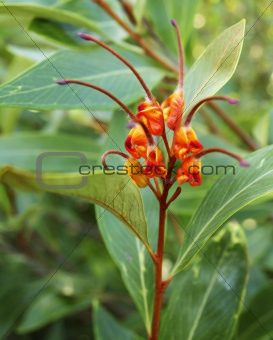 Australiana native plant Grevillea venusta with spider flower