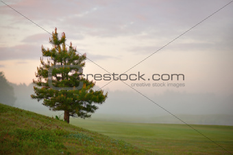 Conifer on misty morning