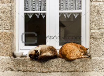 Two cats are sleeping at window outdoor