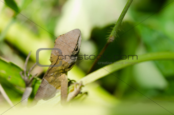 Lizard in green nature 