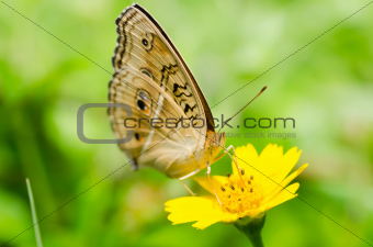 butterfly macro in green nature 
