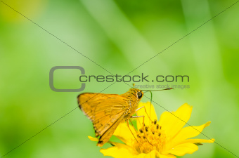 butterfly macro in green nature 