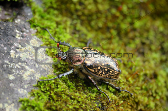 Cheirotonus gestroi beetle