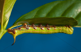 Hawks moth caterpillar