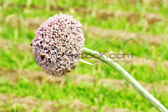 Allium onion flowers and insects.