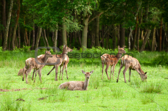 deer herd
