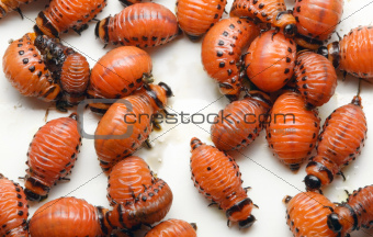 Potato Beetle Larva