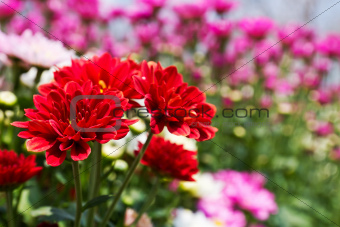 Colorful Red chrysanthemum 