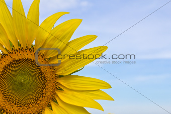 sunflower - extreme close up