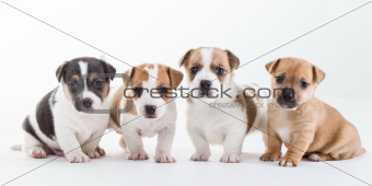 Four Jack Russel pups on a row