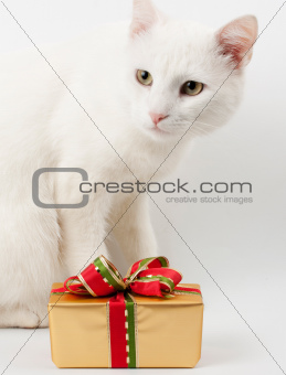 christmas cat gift