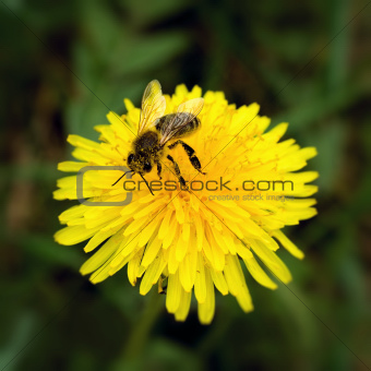 Bee and dandelion