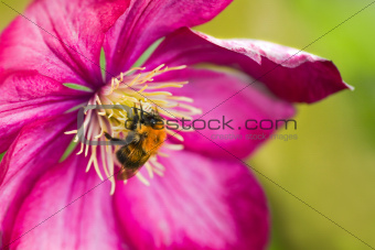 Bumble bee on pink Clematis flower