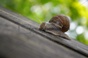 Snail on Wooden Plank