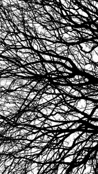 Ancient tree in black and white