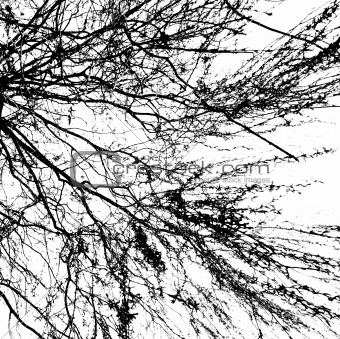 Branches of a tree without leaves