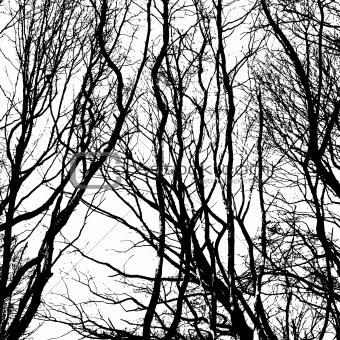 Bare wintry trees