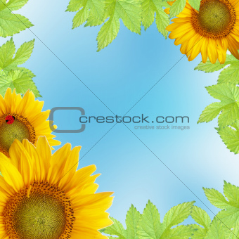green leaves  frame with sunflower