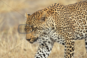 Stalking leopard