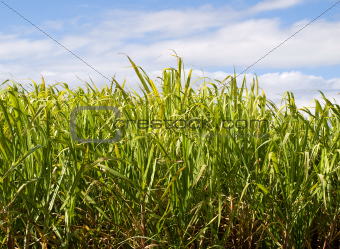 Sugar cane plantation closeup used in biofuel ethanol