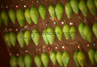 Blue Morpho Butterfly Cocoons