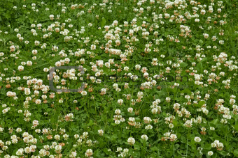 Many white clover flowers