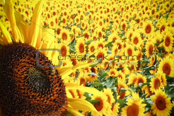 Fantastic sunflowers