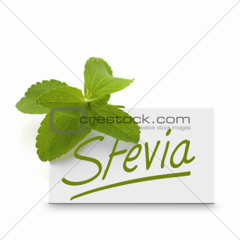sugar leaf, stevia rebaudiana