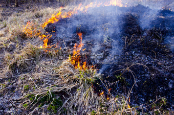 burning dry grass in spring time