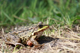Green frog in the grass