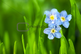 Three Forget-me-not Blue Flowers into Green Grass / Macro