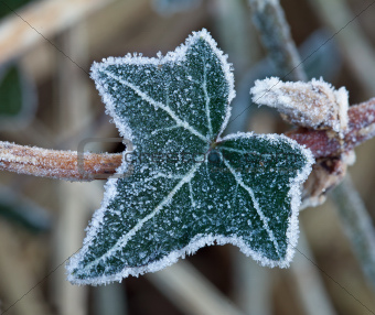 Frost on Ivy Leaf