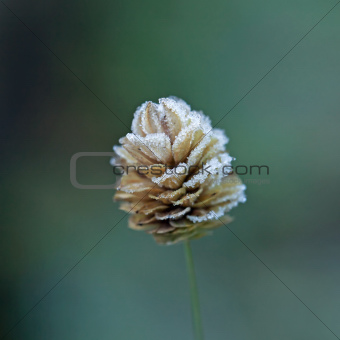 Frost on Grass Seed Head 
