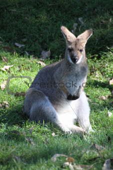 Sitting Wallaby