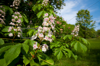blooming horse chestnut tree