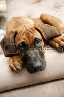 puppy on couch