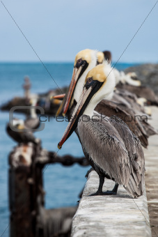Looking Pelicans