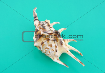 Big sea shell on the turquoise background