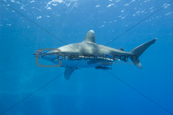 Oceanic white-tip shark in the sea