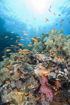 Beautiful tropical coral reef
