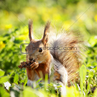 Squirrel with Pinecone