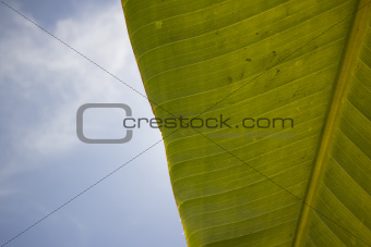 Large banana leaf with a cloudy blue sky