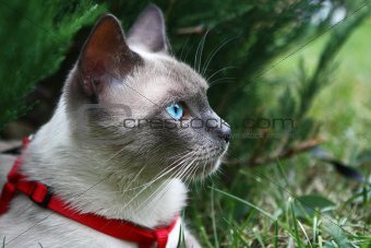Seal point siamese cat on a leash outdoors