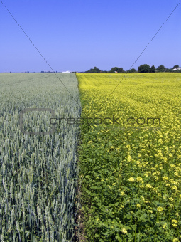 wheat and rape field