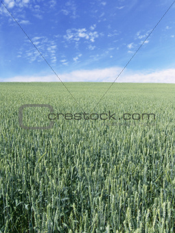 wheat field vertical